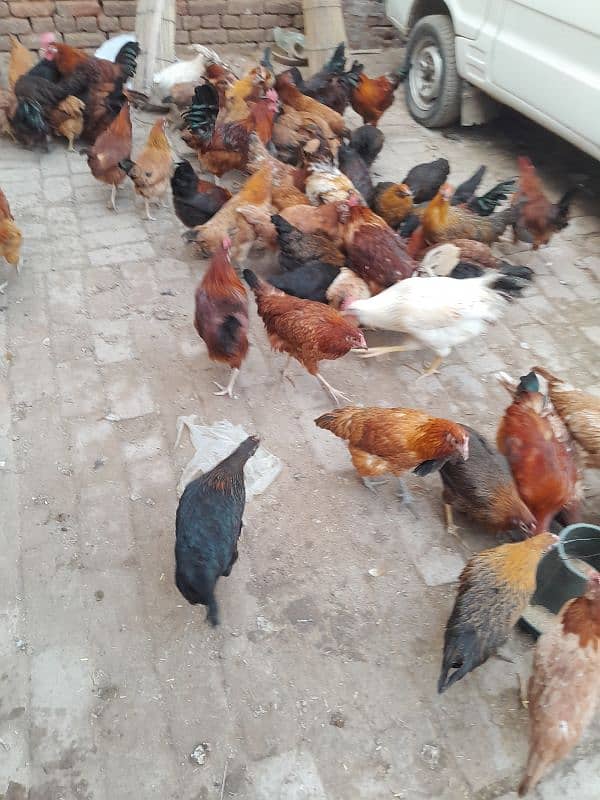 Golden Misri | Silver Golden | Hens | Murgiya | مرغیاں | Chicks | sale 4