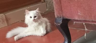 Cat | Persian Cat | Fluffy Cat | Cat For Sale | Triple coat