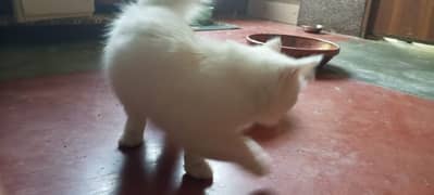 white Persian Cat | Fluffy Cat |  urgent sale | Triple coat