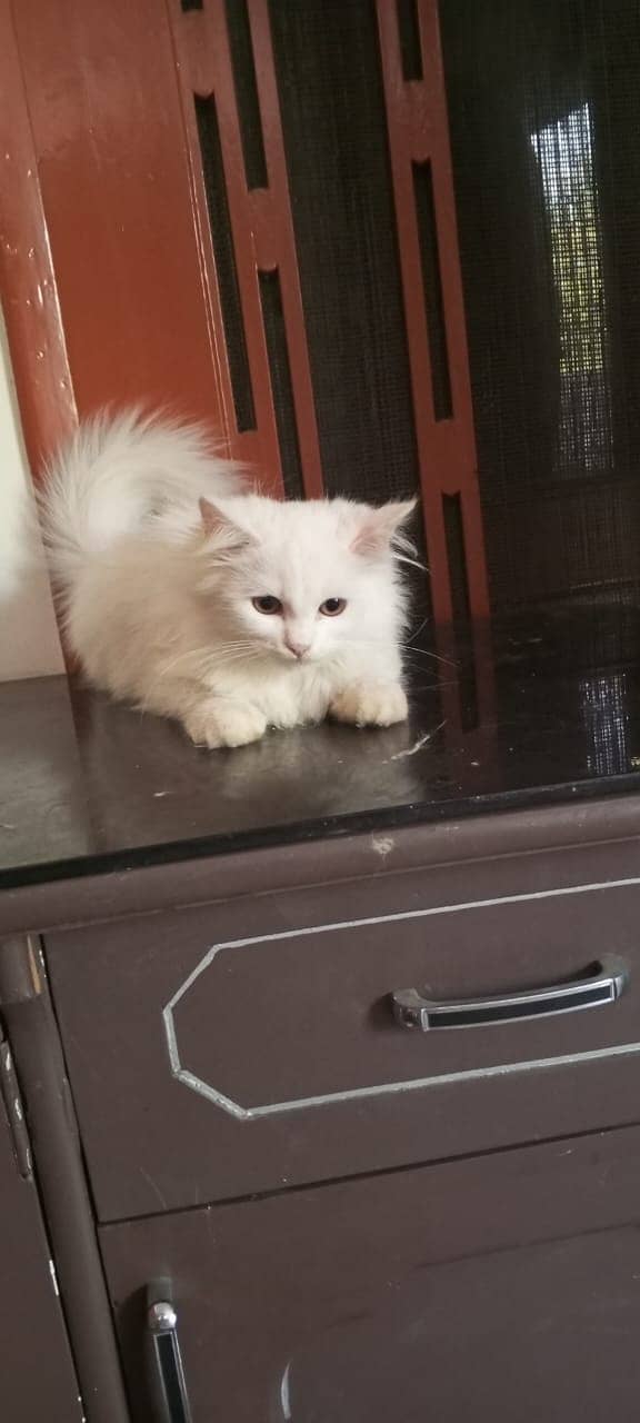 Cat | Persian Cat | Fluffy Cat | Cat For Sale | Triple coat 2