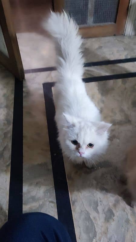 Persian Male Cat 1