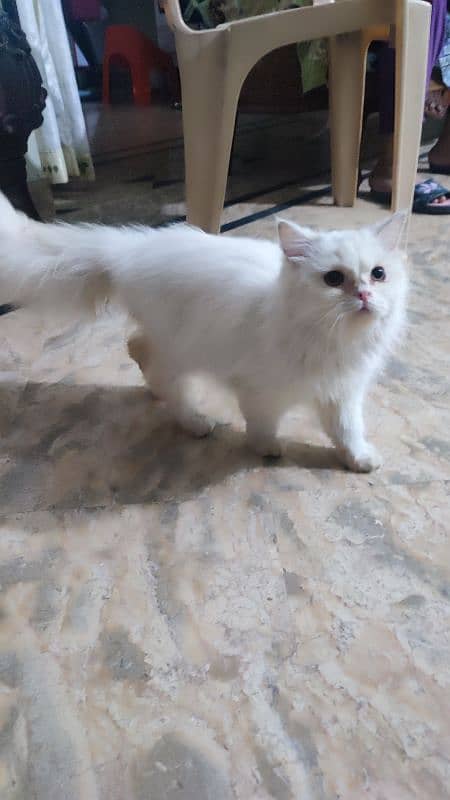 Persian Male Cat 2