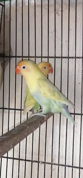 Parblue pastelino breeder pair with Eggs 0