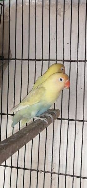 Parblue pastelino breeder pair with Eggs 1