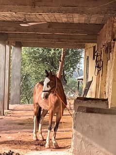 desi horse for sale