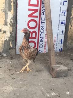 I am selling aseel hen home breed