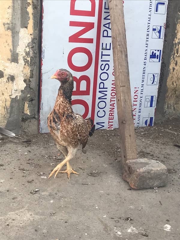 I am selling aseel hen home breed 0