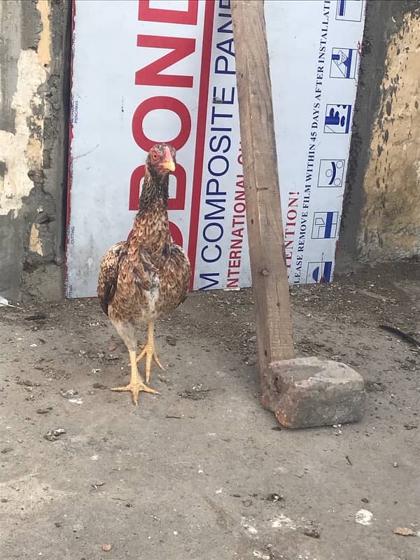 I am selling aseel hen home breed 1