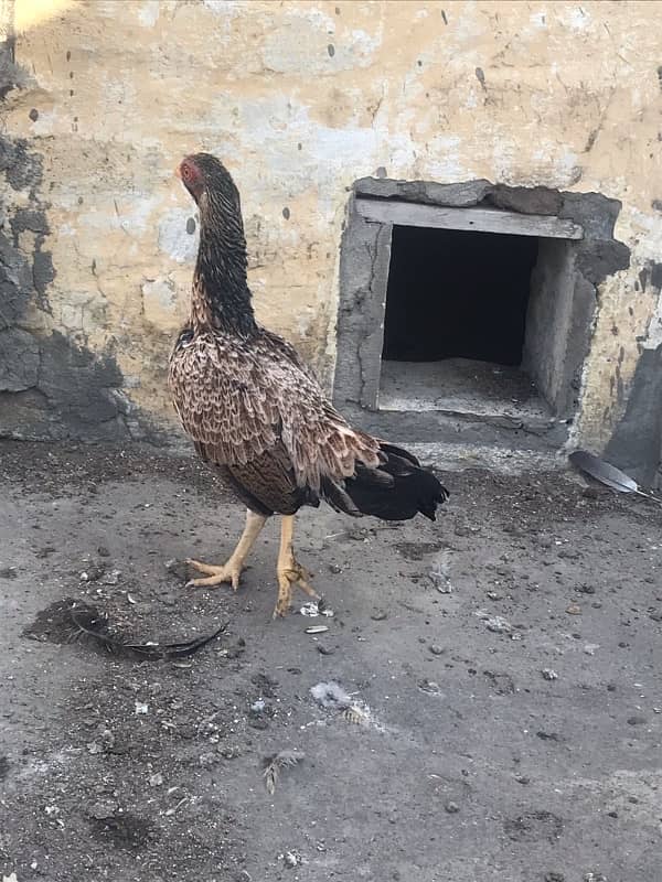 I am selling aseel hen home breed 2