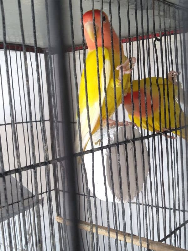 lutino lovebird pair 2