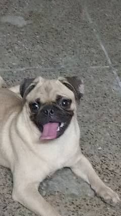 Pug