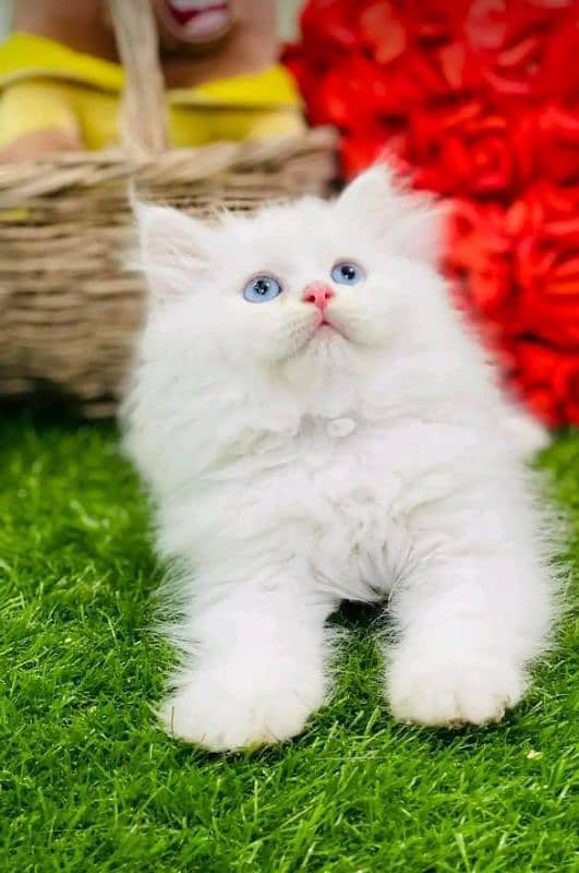 Persian kittens for sale 0