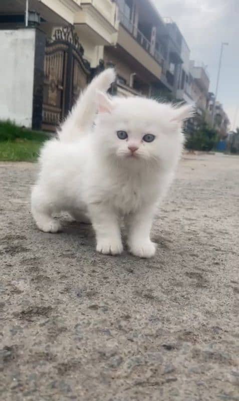 Persian kittens for sale 1