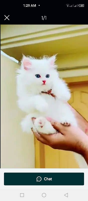 Persian kittens for sale 2