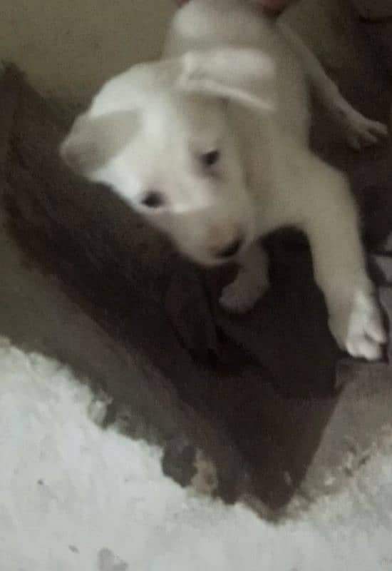 pisti dog female urjant sell 3