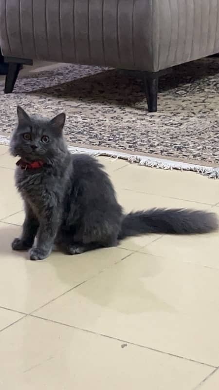 smoky grey Himalayan kitten 0