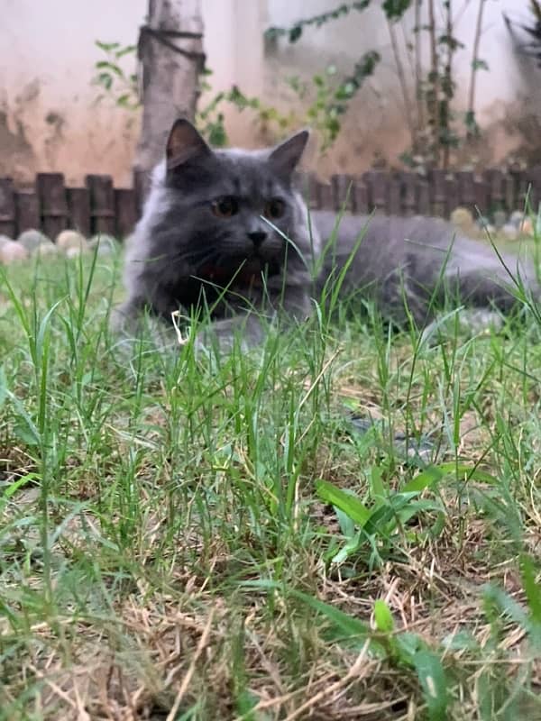 smoky grey Himalayan kitten 2