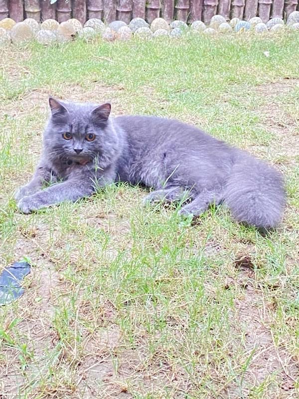 smoky grey Himalayan kitten 3