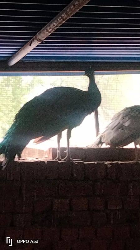 peacock pair 0