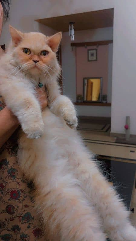 Persian triple coated female cat 1