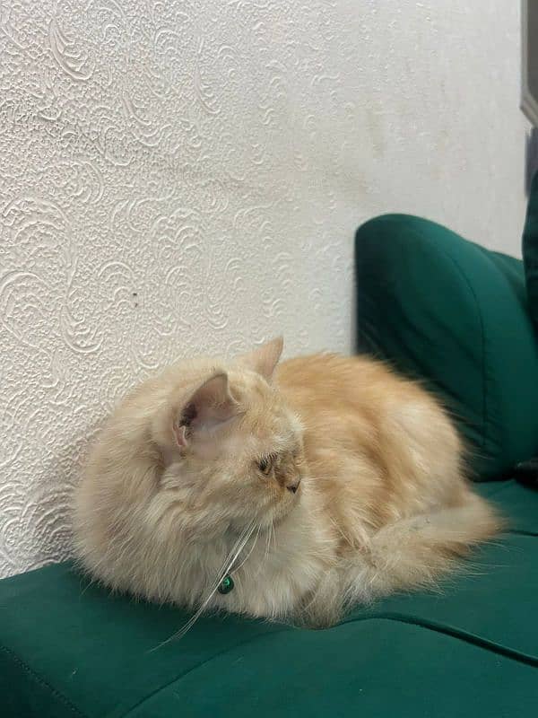 Persian triple coated female cat 2