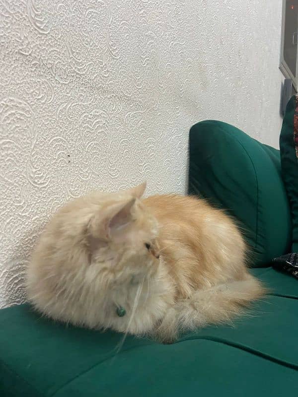 Persian triple coated female cat 3