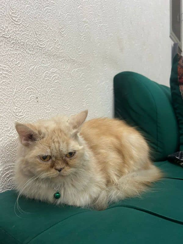 Persian triple coated female cat 4