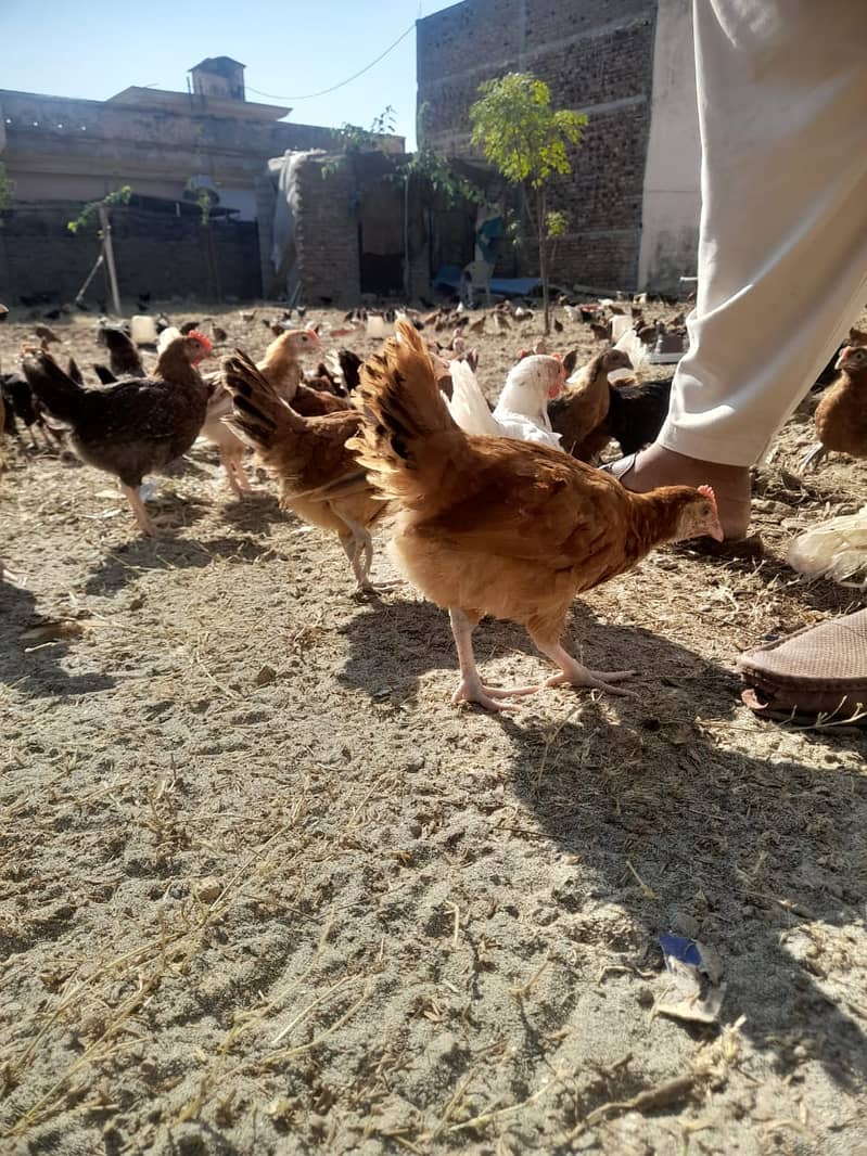 Desi Hens | Misri| chicks| Murgiyan| مرغے | مرغیاں| pathiyan | Phatay 6