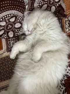 White Persian Cat