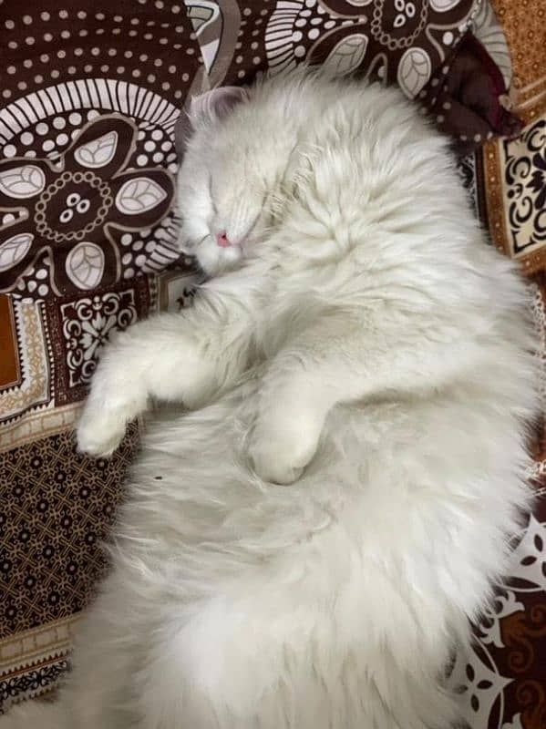 White Persian Cat 0