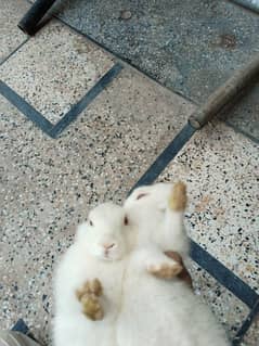 white bunnies