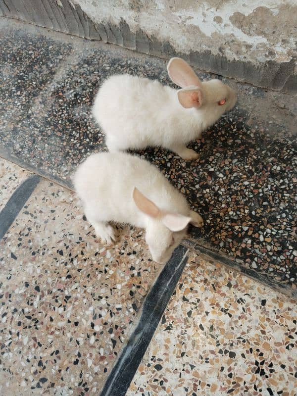 white bunnies 2