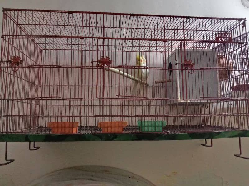 cocktail parrots sale breedar common white 1