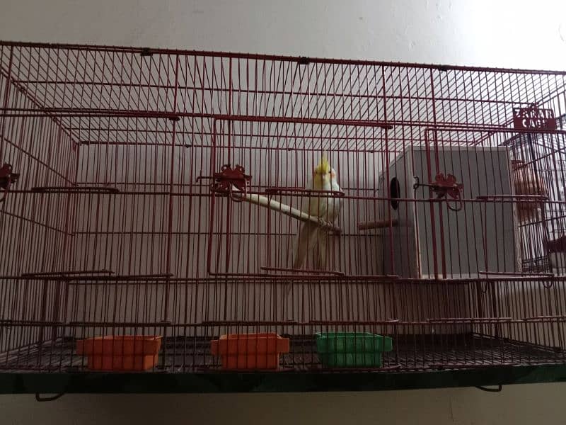 cocktail parrots sale breedar common white 2