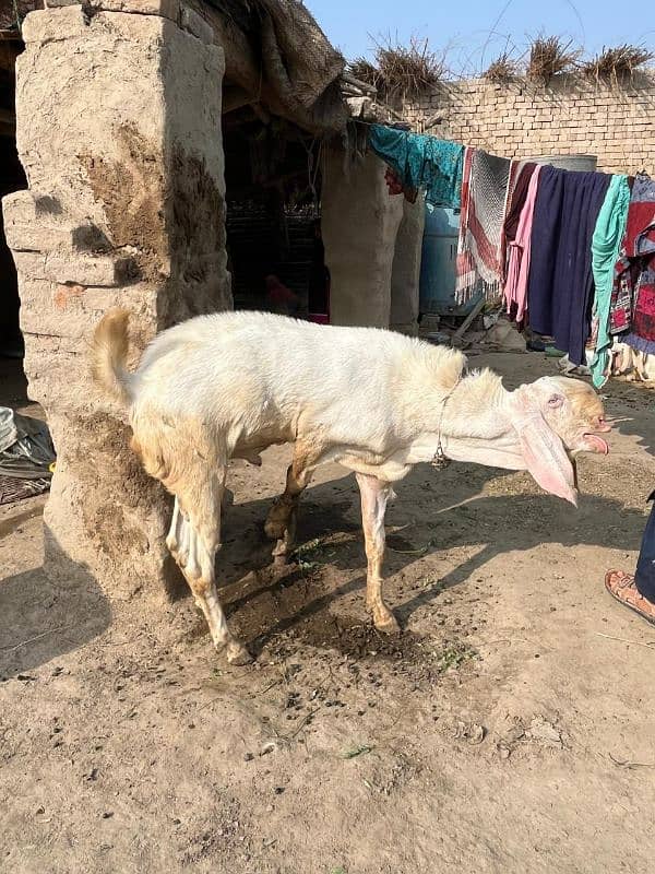 Rajanpuri breeder bakra for sale 0