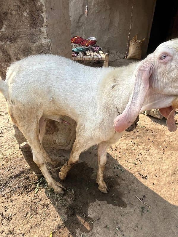 Rajanpuri breeder bakra for sale 1