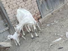 Barbani Bakri for sale tazi sohi hoi he