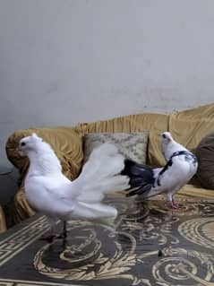 Lucky pigeon pair