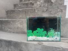 small aquarium for fish moli fish , guppy fish and Betta fish