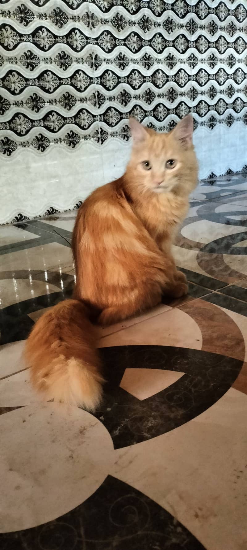 only serious buyer contact 7months kitten 11