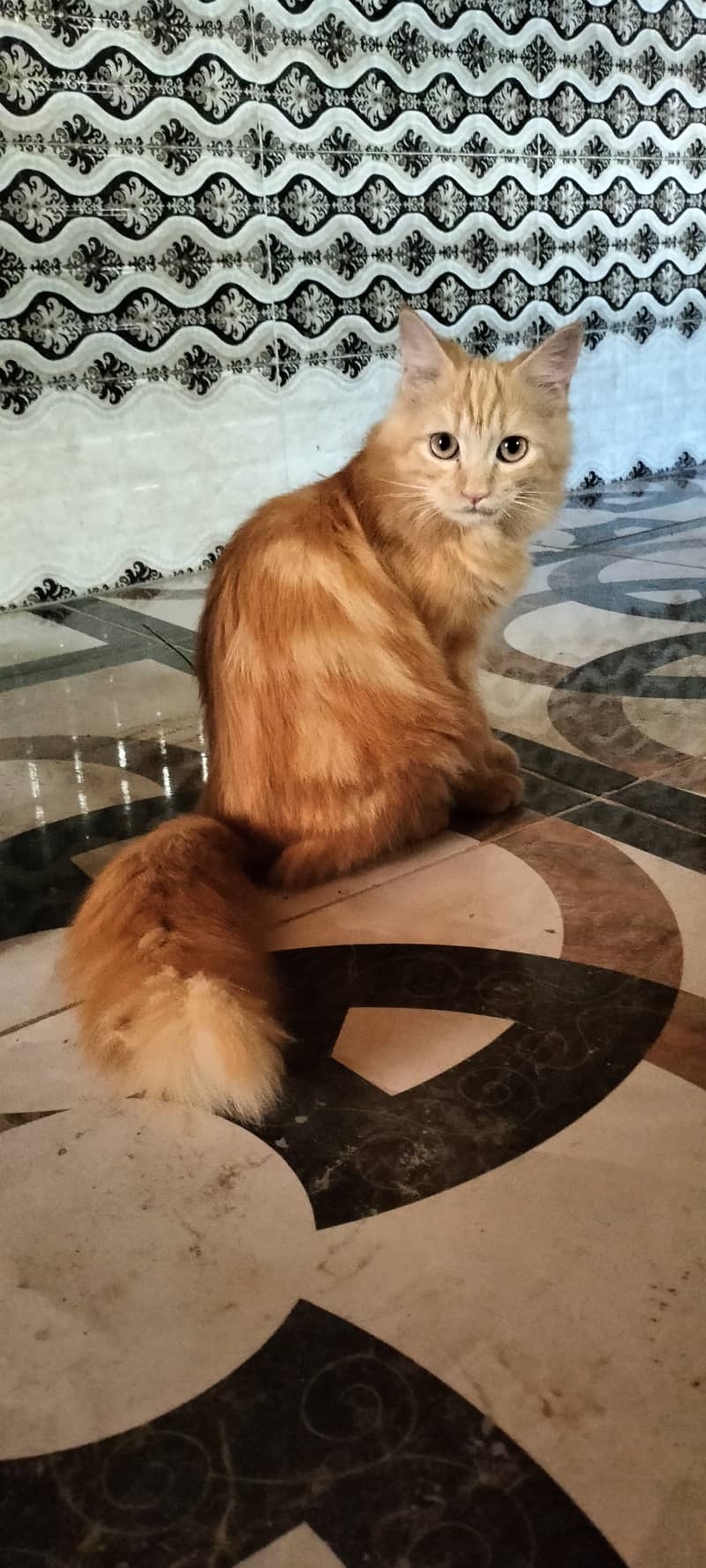 only serious buyer contact 7months kitten 15