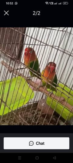 Fisher 100% breeder pair with egg for sale