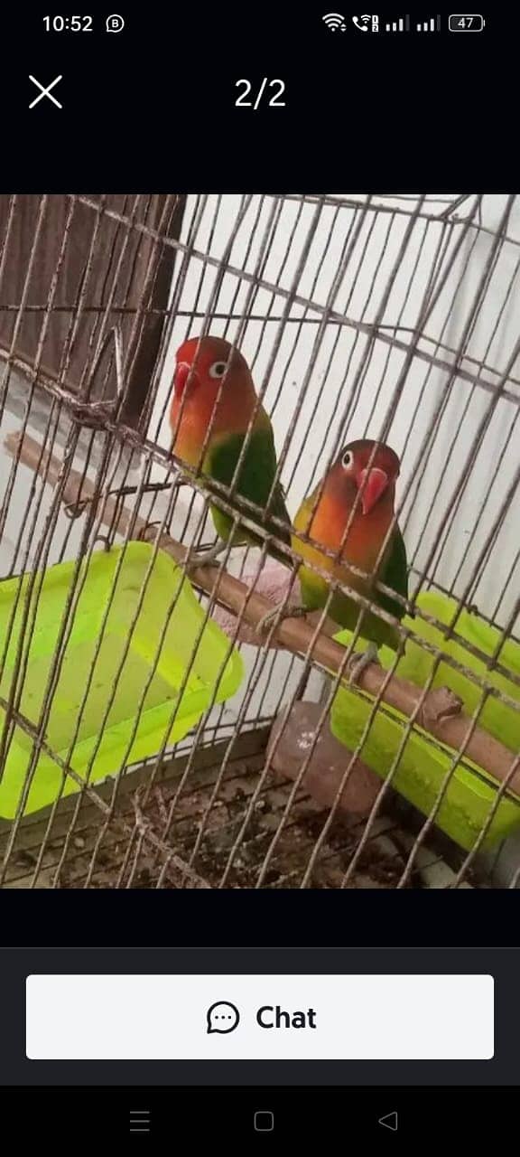 Fisher 100% breeder pair with egg for sale 0