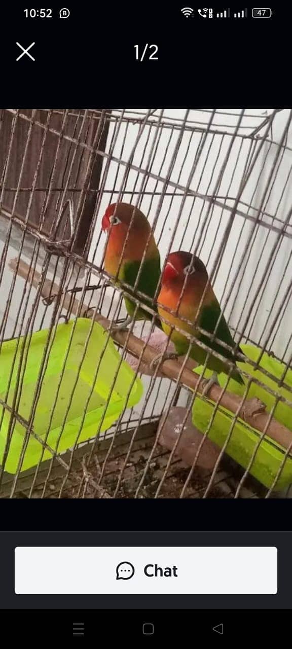 Fisher 100% breeder pair with egg for sale 1