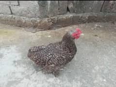 Bantam Chicks Pair Available