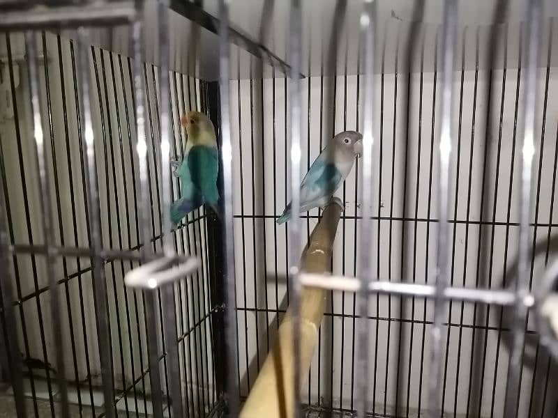 lovebird for sale 2