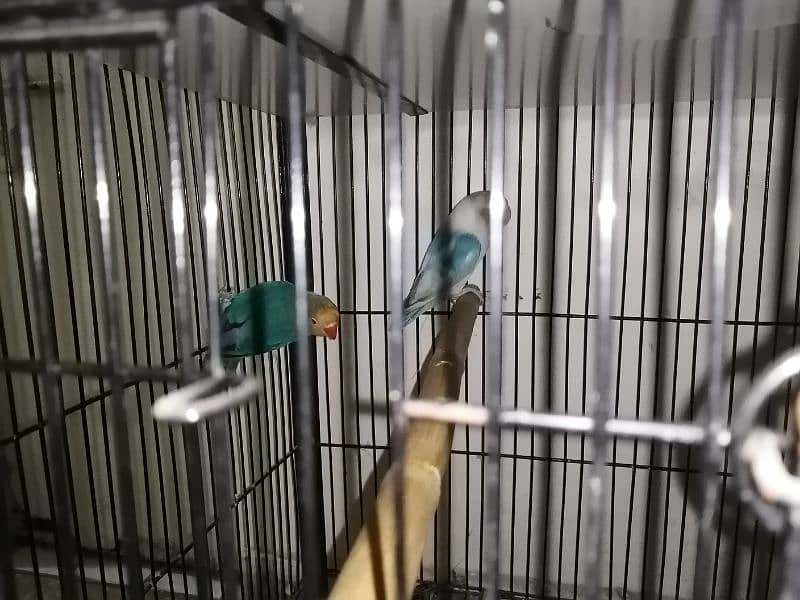 lovebird for sale 3