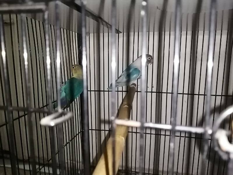 lovebird for sale 4