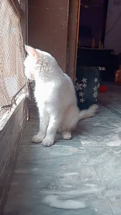 Persian single coated cat