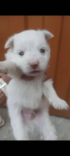 Russian male puppy triple coat pink nose